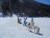 Chiens de trainaux